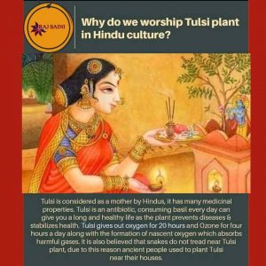 Read more about the article Why do we Worship Tulsi Plant in Hindu Culture ????..