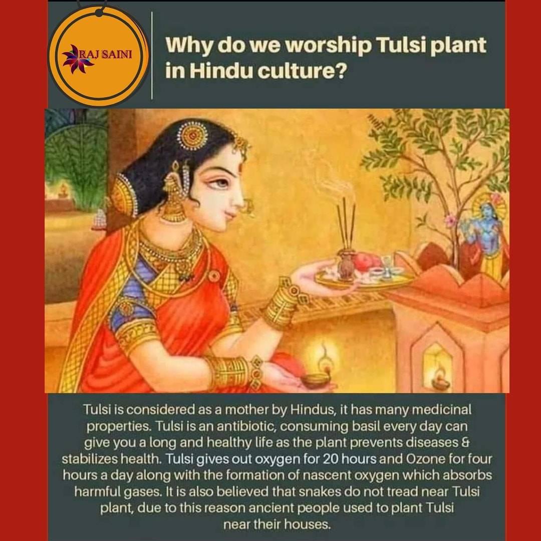 You are currently viewing Why do we Worship Tulsi Plant in Hindu Culture ????..