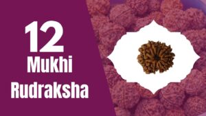 Read more about the article Twelve Mukhi Rudraksha