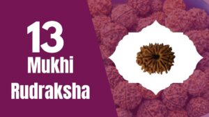 Read more about the article Thirteen Mukhi  Rudraksha